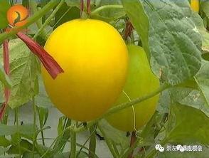 来鲜丰水果做吃瓜群众,吃瓜群众的新宠