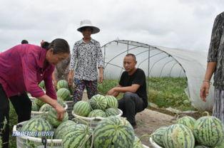 来鲜丰水果做吃瓜群众,吃瓜群众的新宠