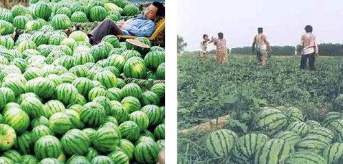 来鲜丰水果做吃瓜群众,吃瓜群众的新宠