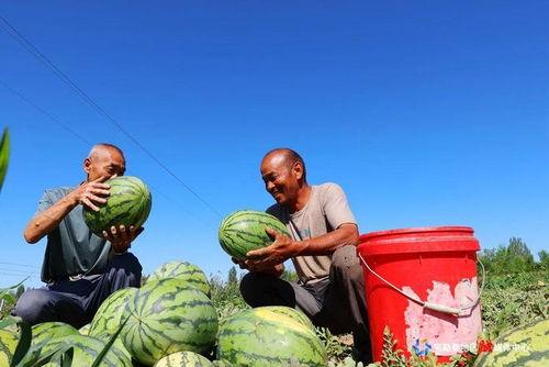 新疆吃瓜的群众叫什么人,新疆“吃瓜群众”的生动人生