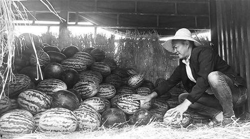 吃瓜群众岱岱省内胶东帮,岱岱省内吃瓜群众倾情推荐