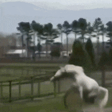 吃瓜群众表情图 会动的,吃瓜群众表情包背后的喜怒哀乐