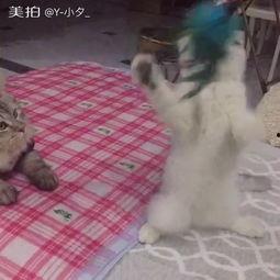 吃瓜群众老大爷图片,揭秘吃瓜群众老大爷的欢乐时光